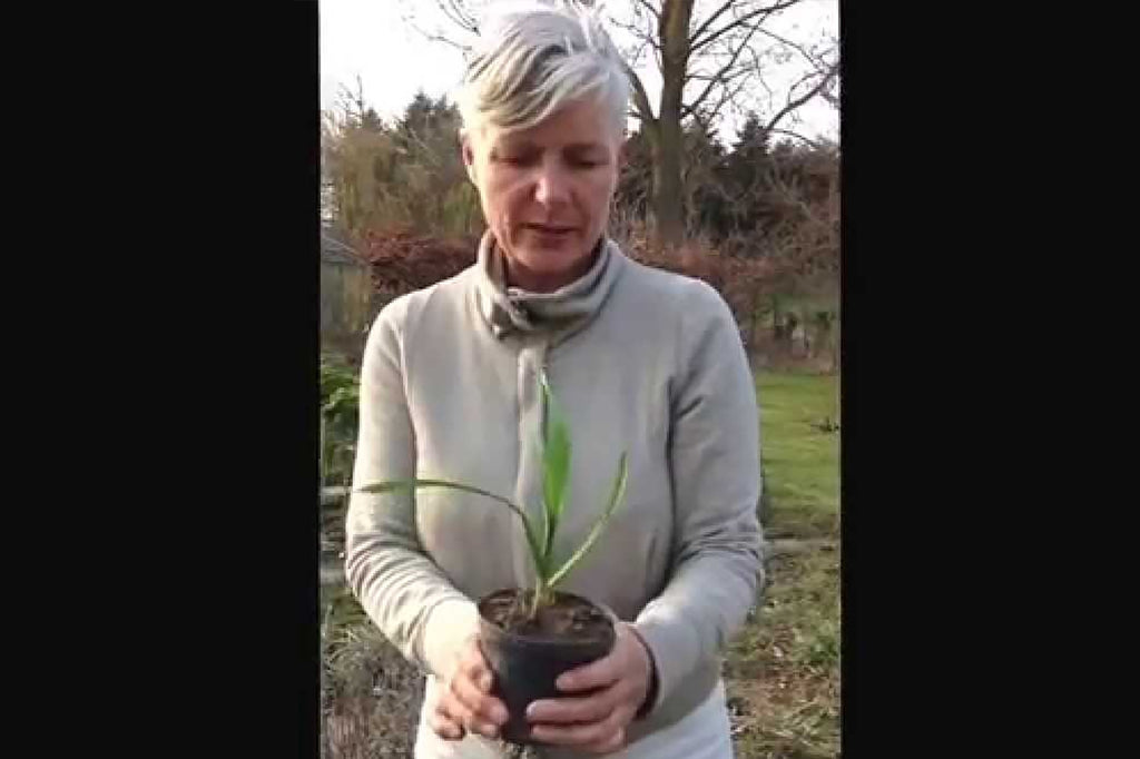 Video - Sådan planter man hvidløg