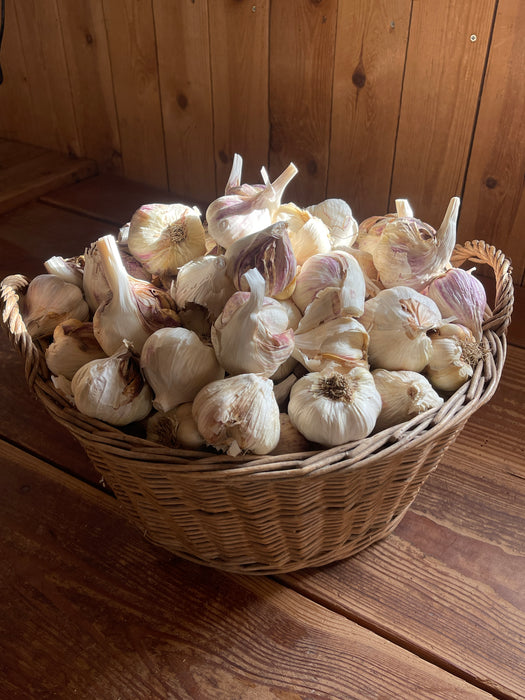 Danske økologiske hvidløg, 2. sortering, 750 gram