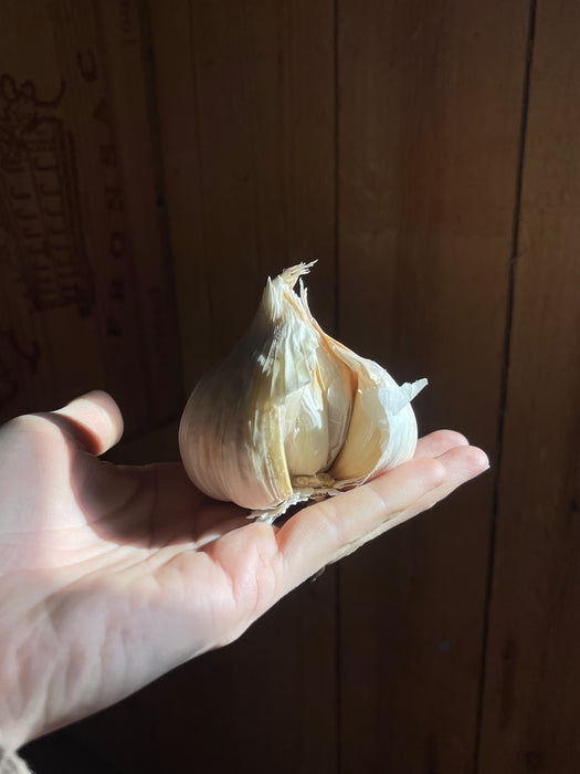 Danske økologiske hvidløg, 2. sortering, 750 gram